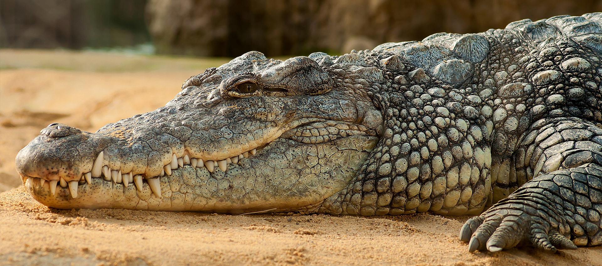 Crocodile Watch